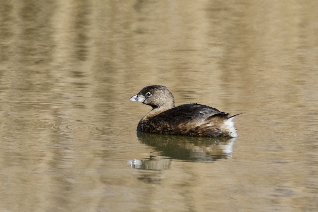 Pied-billed Grebe - ML301916711