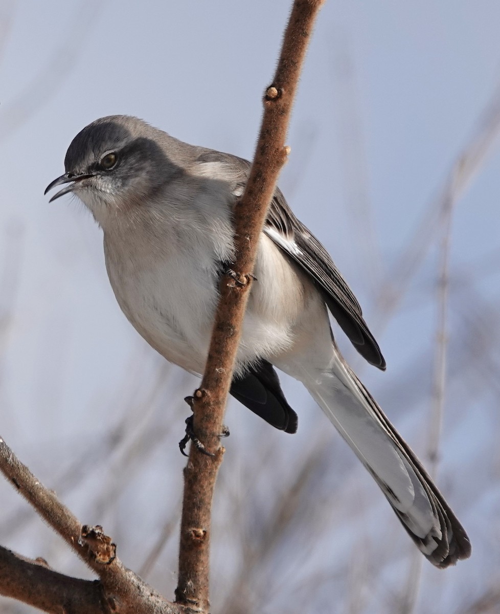 Northern Mockingbird - ML301916751