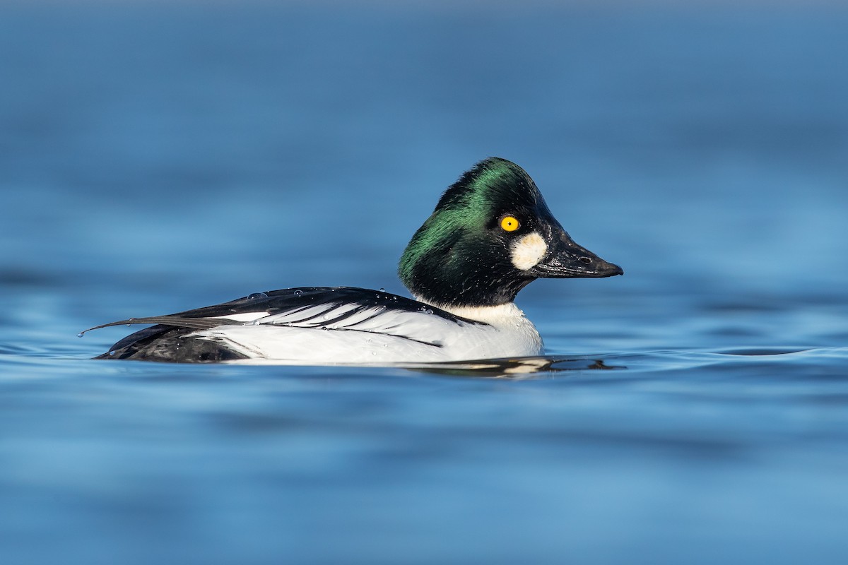 Common Goldeneye - ML301917181