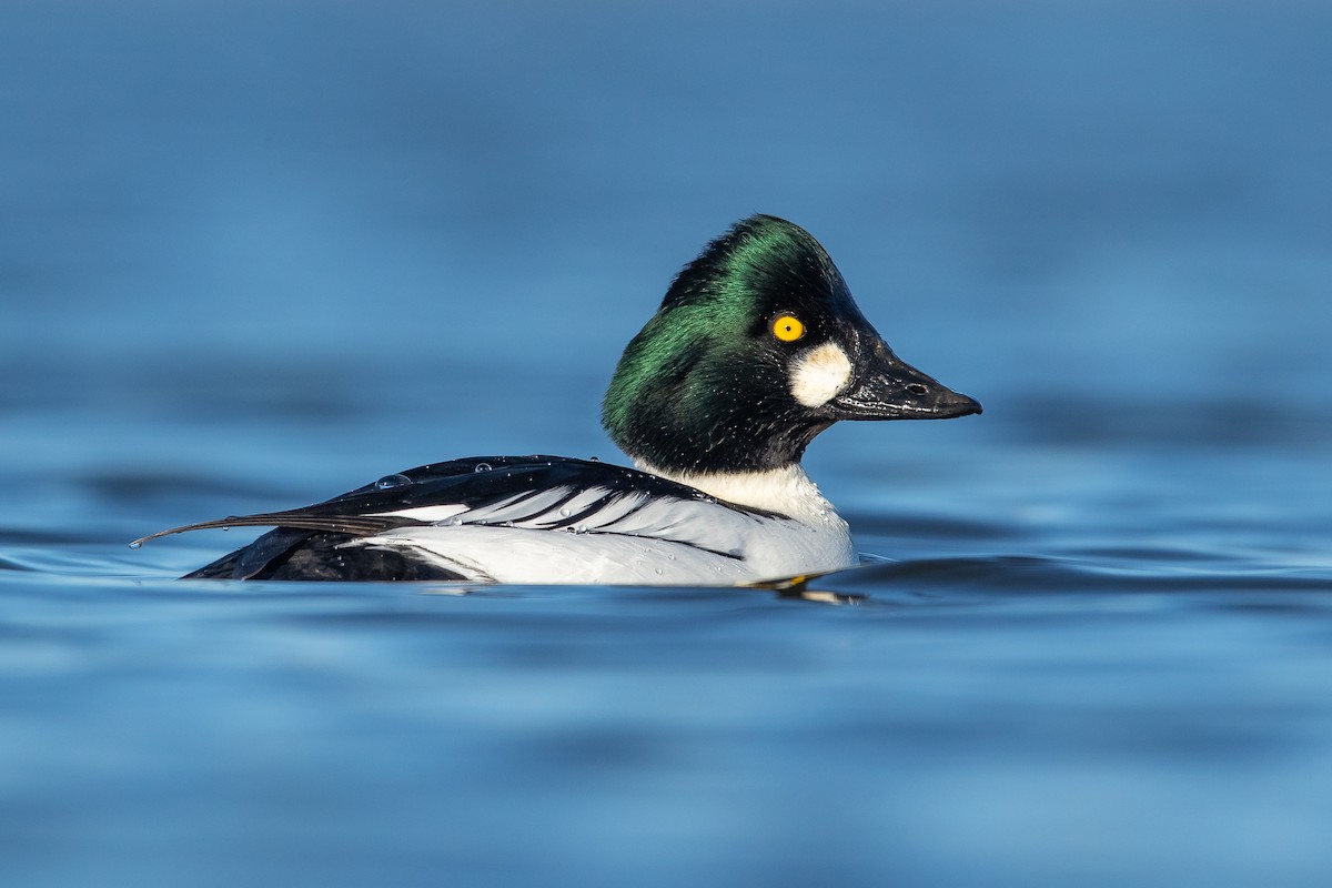 Common Goldeneye - Dorian Anderson