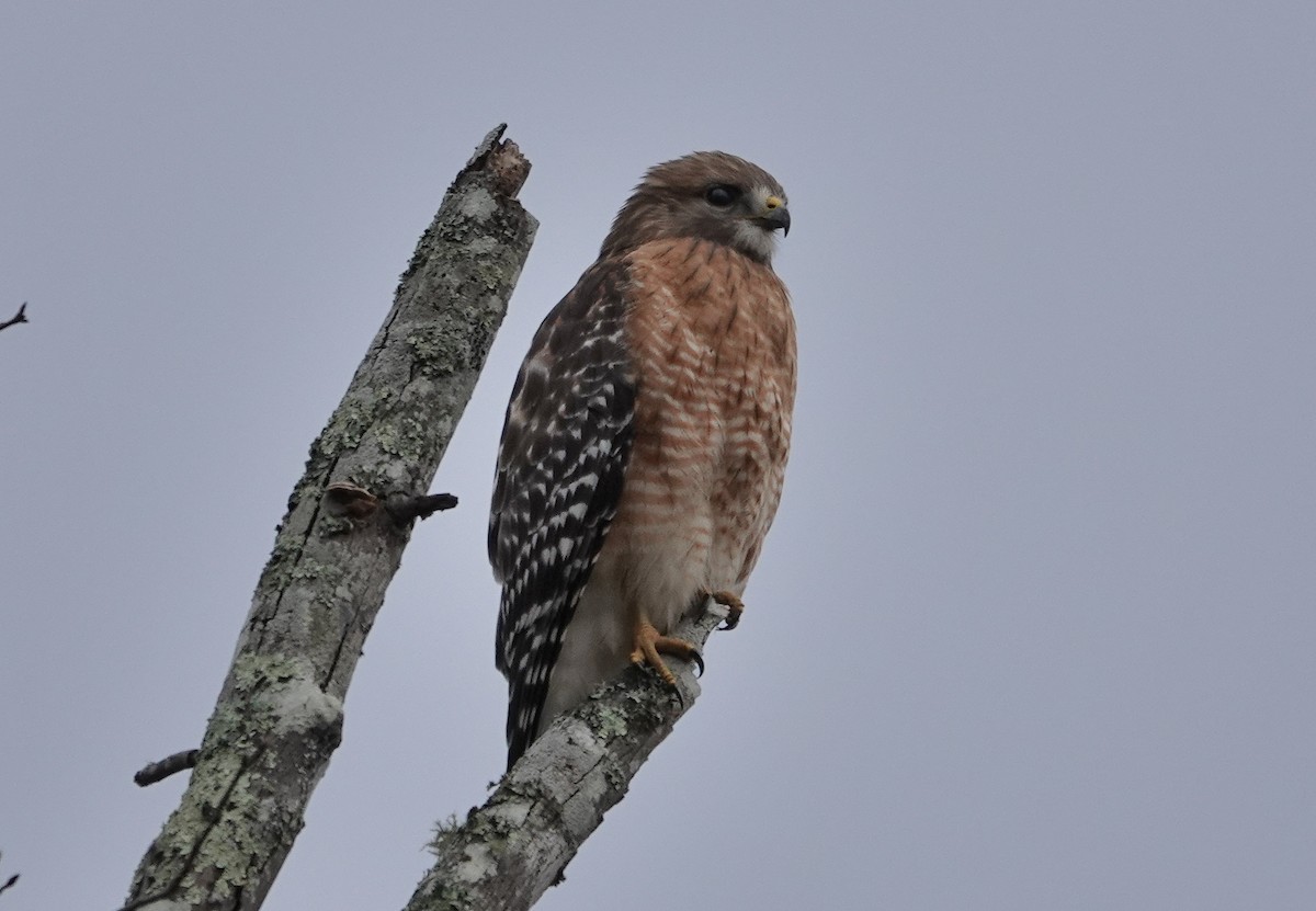 Red-shouldered Hawk - ML301918261