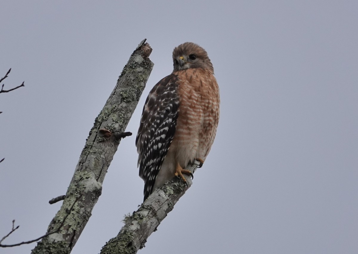 Red-shouldered Hawk - ML301918291