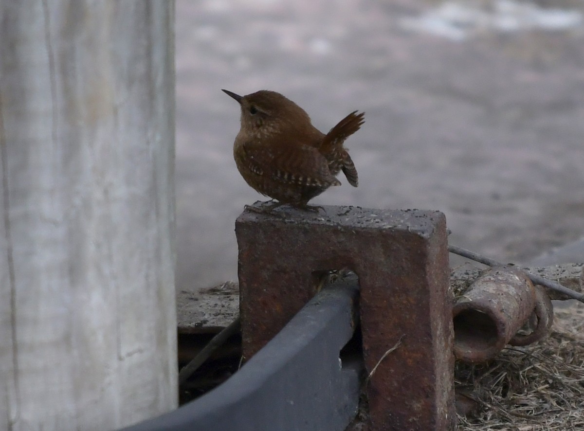 Winter Wren - Toni Oliveira