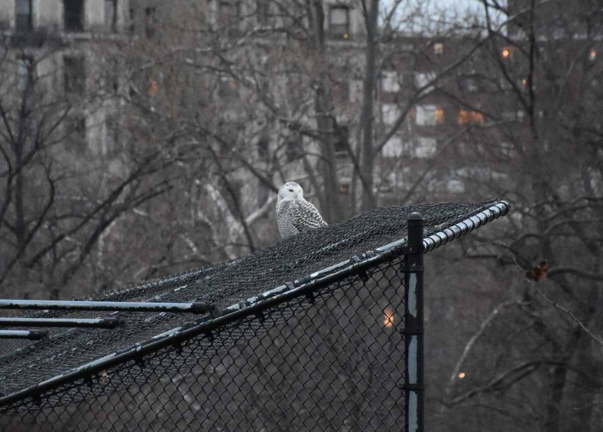 Snowy Owl - ML301918901