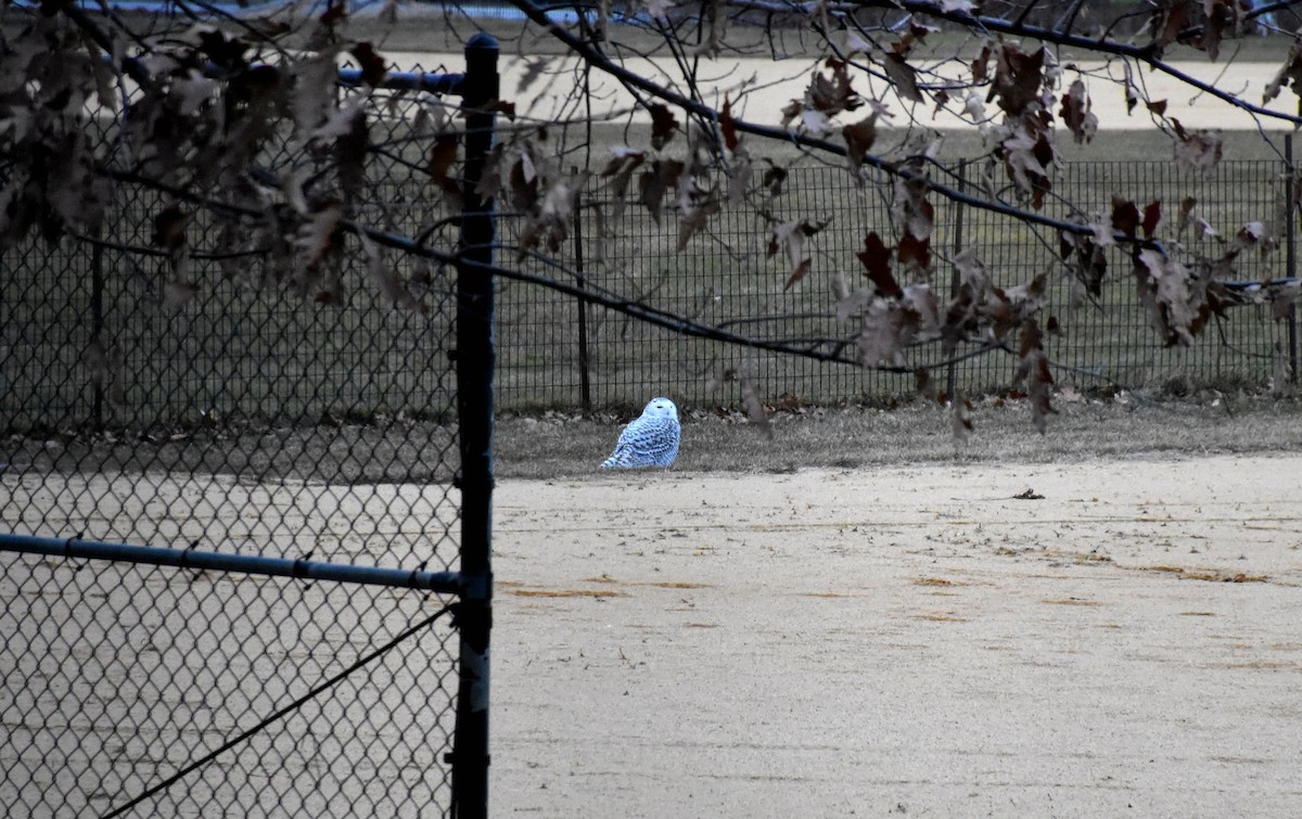 Snowy Owl - ML301918911