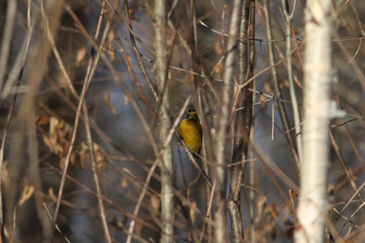 Evening Grosbeak - Tom Prestby