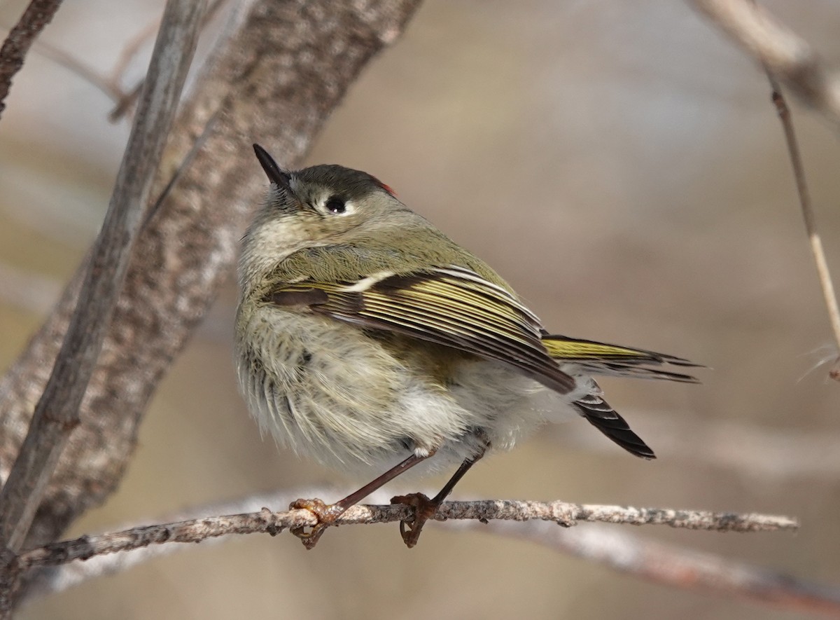 Ruby-crowned Kinglet - ML301919871