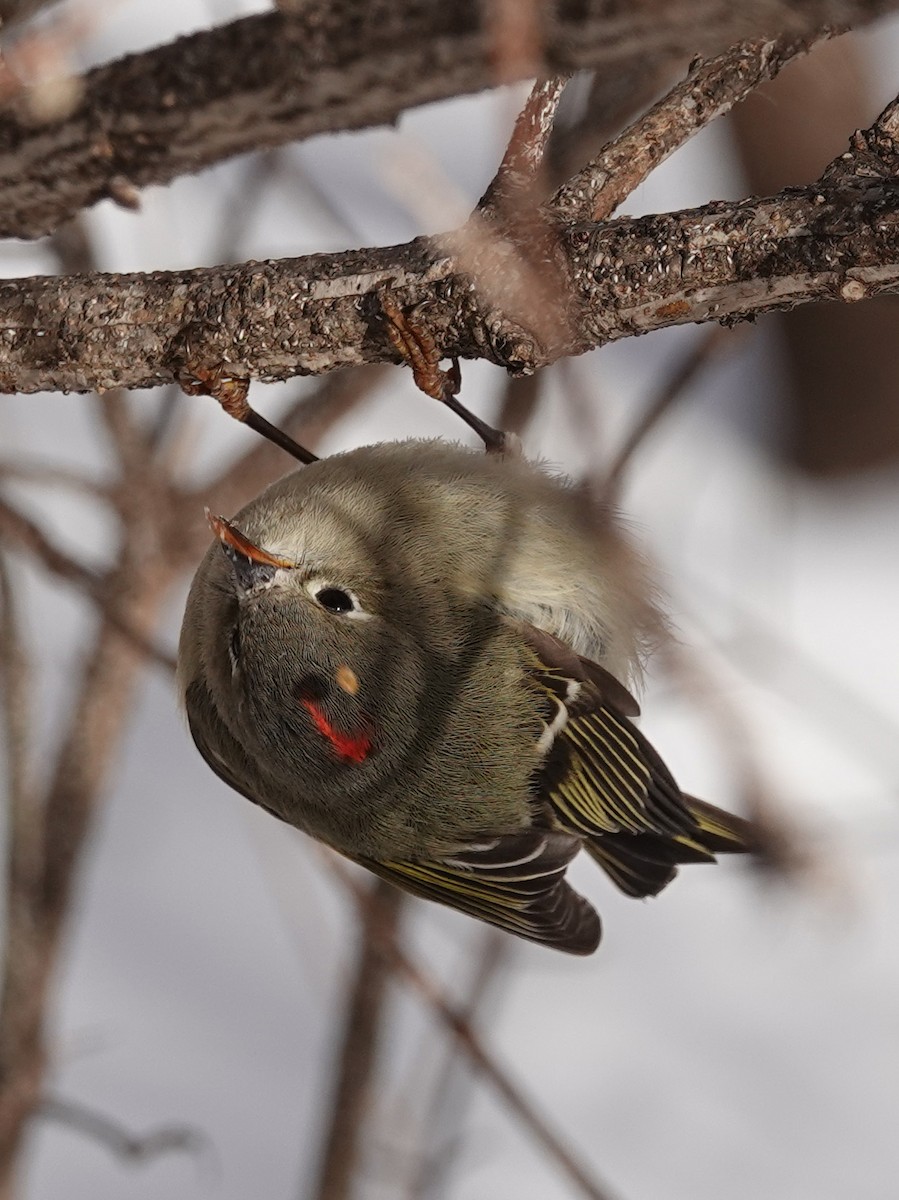 Ruby-crowned Kinglet - ML301919881