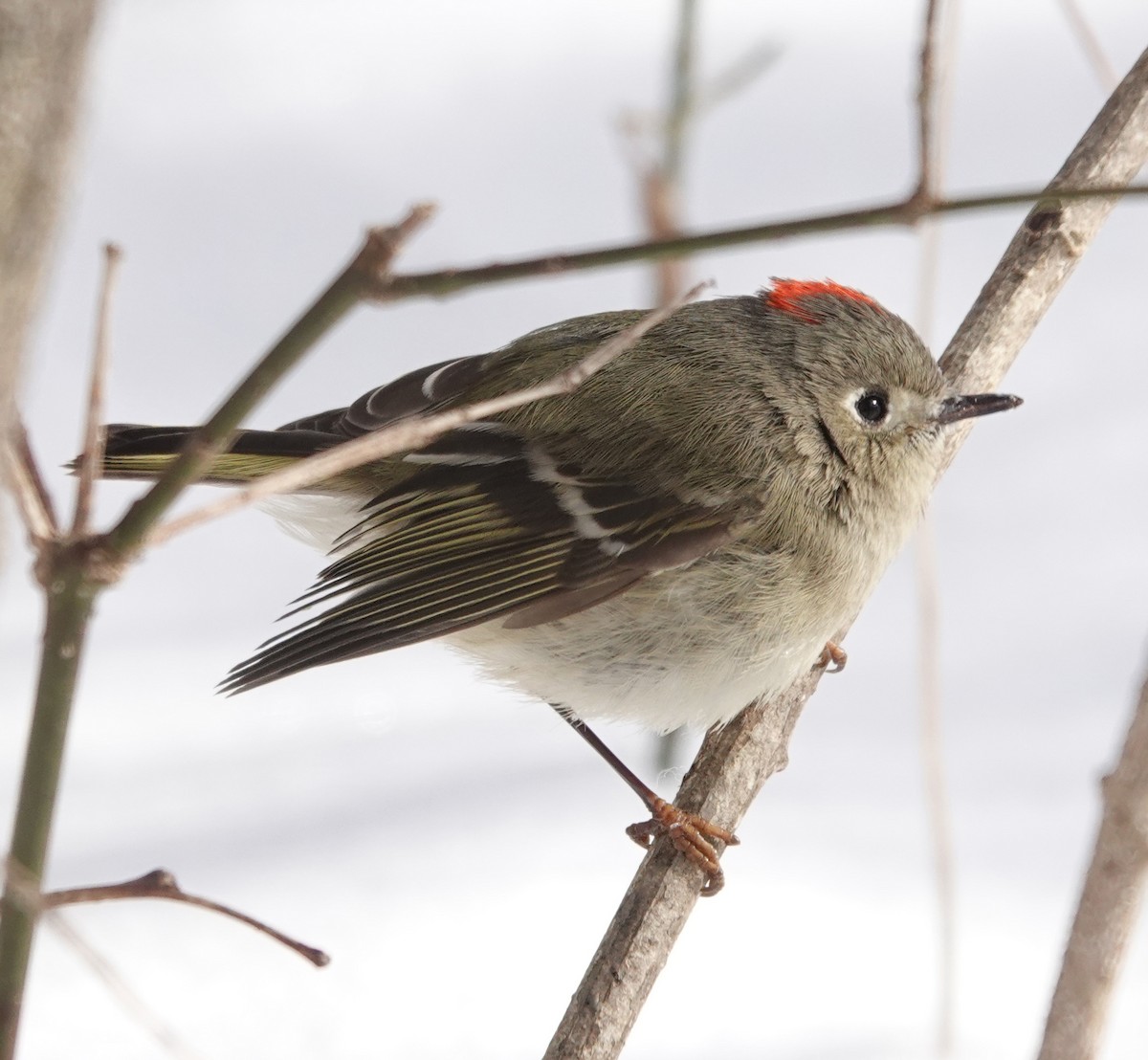 Ruby-crowned Kinglet - mc coburn