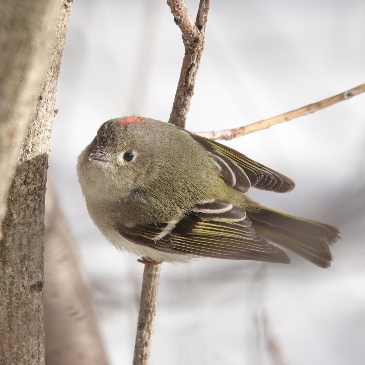 Ruby-crowned Kinglet - ML301919951