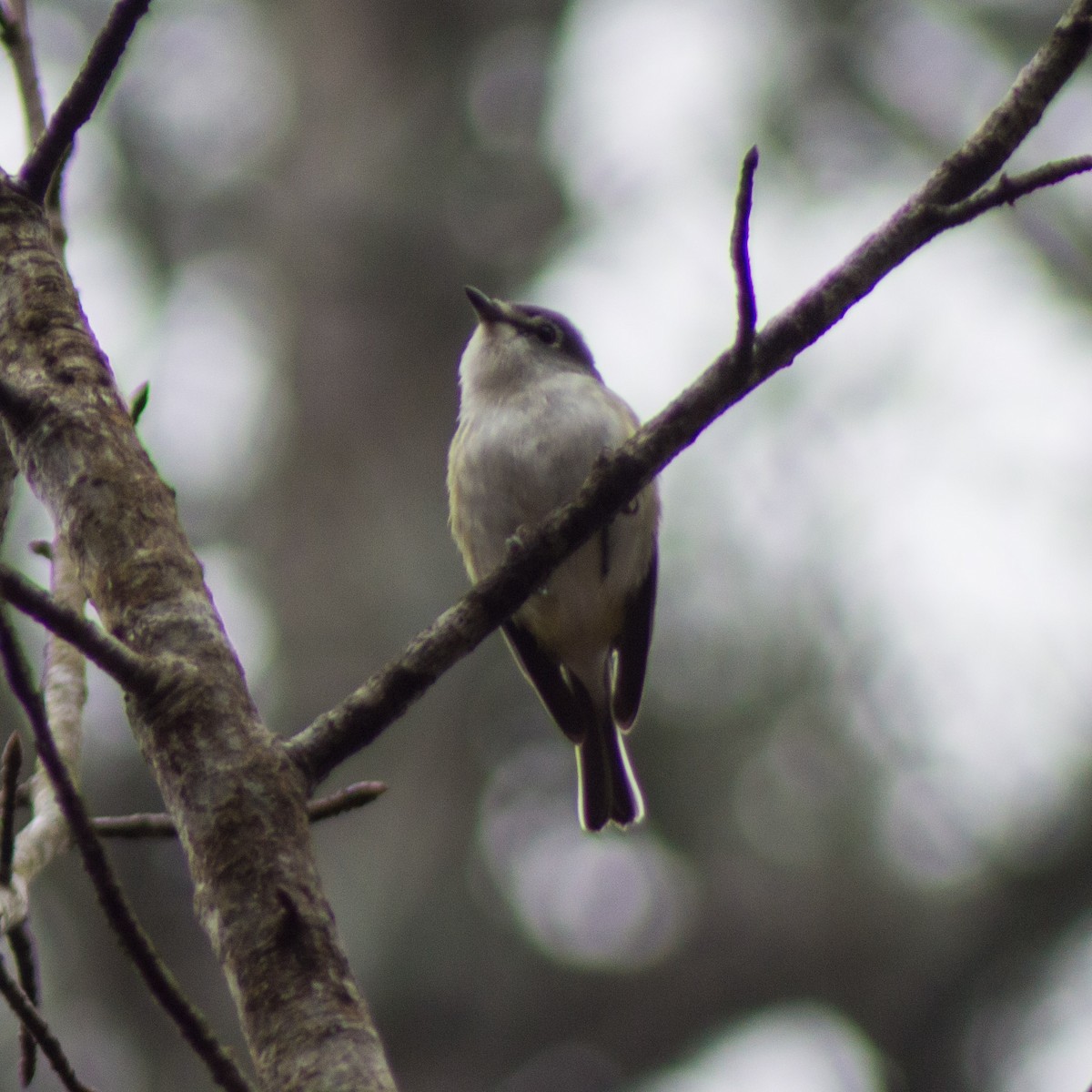 Blue-headed Vireo - ML301920201