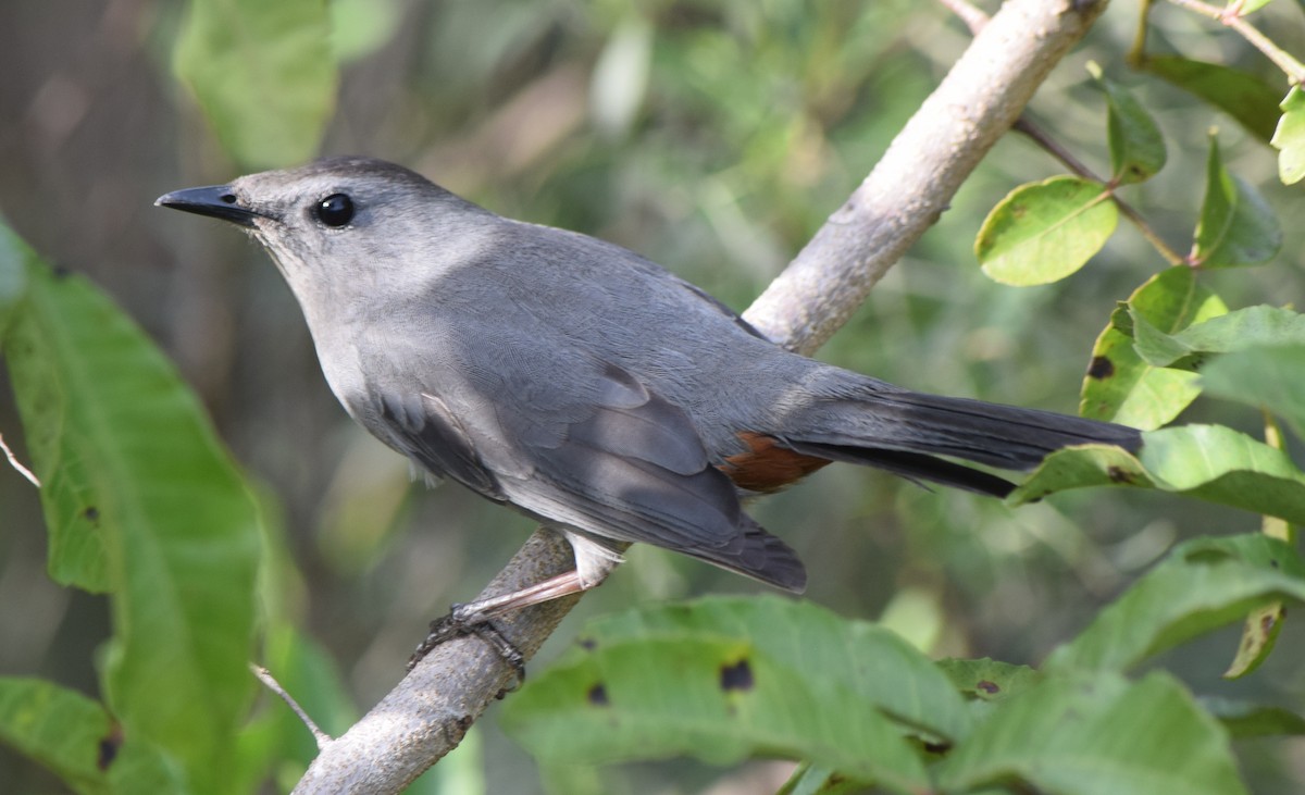 Gray Catbird - ML301920411