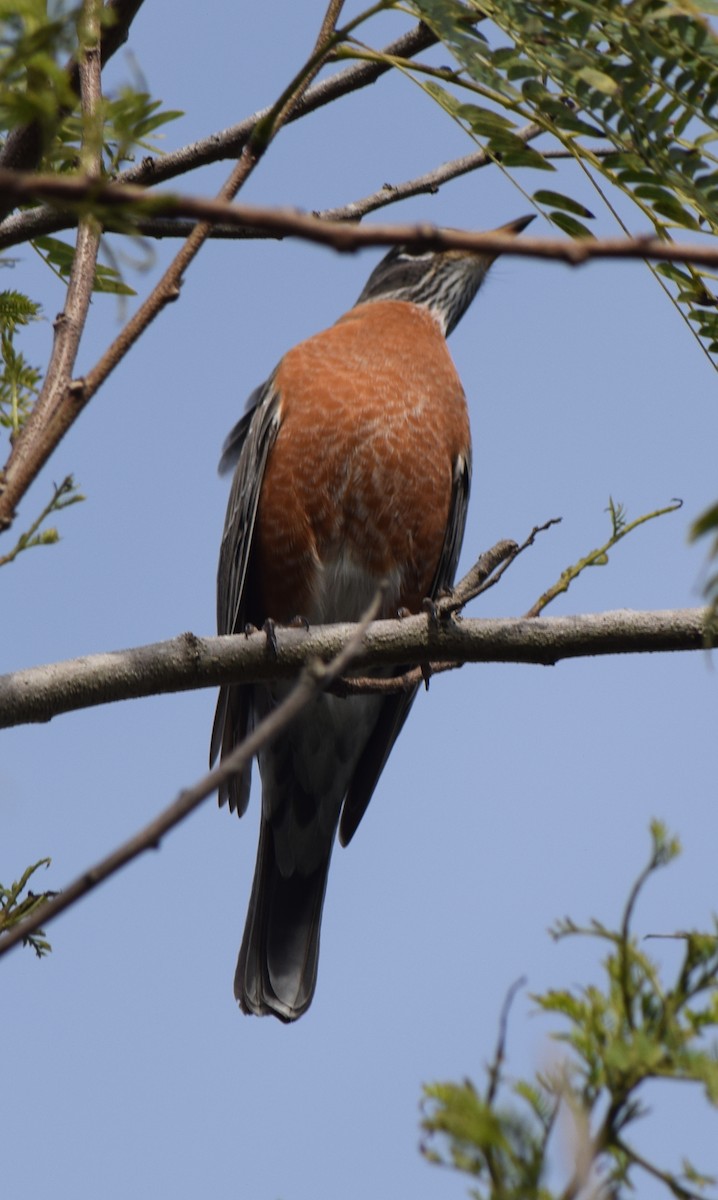 American Robin - ML301920421