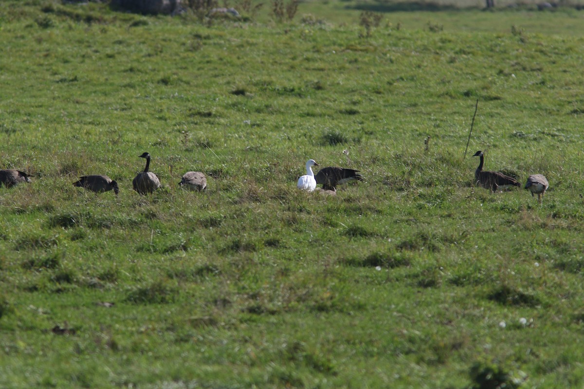 Snow Goose - ML301921231