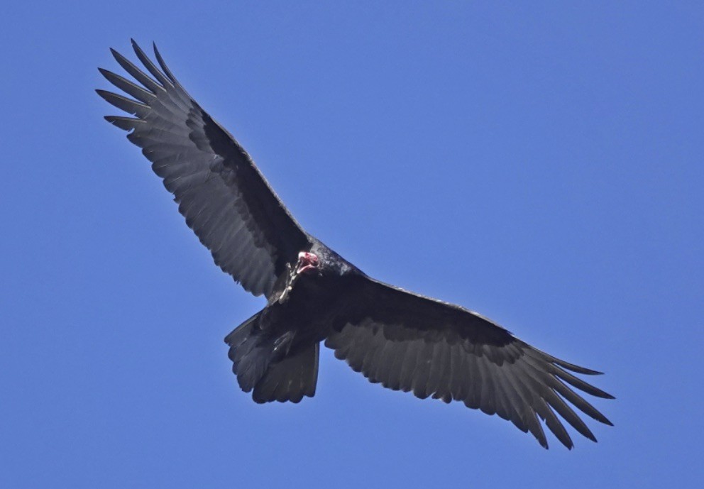 Turkey Vulture - ML301921801