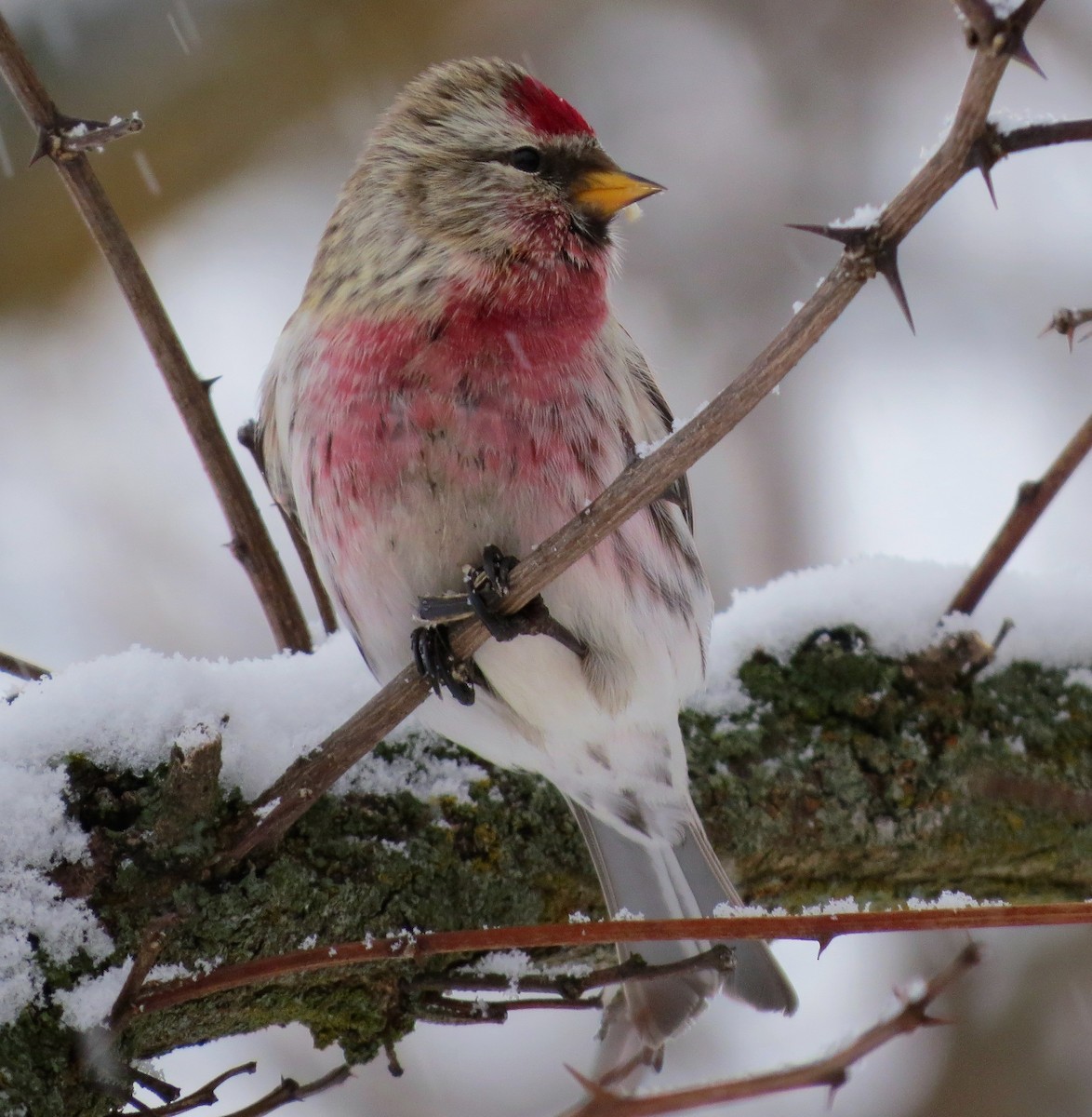 Redpoll (Common) - ML301921931