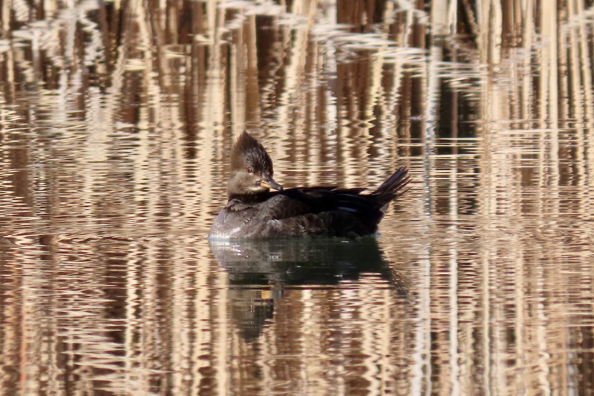 Hooded Merganser - ML301922051