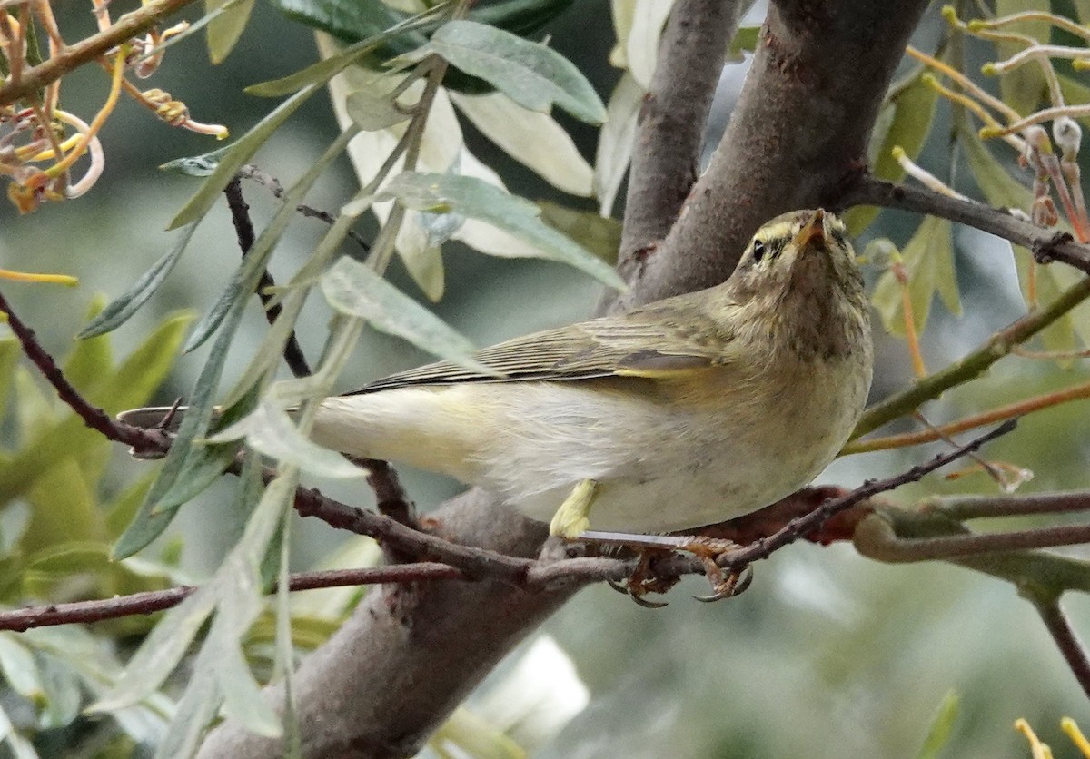 Willow Warbler - ML301923171