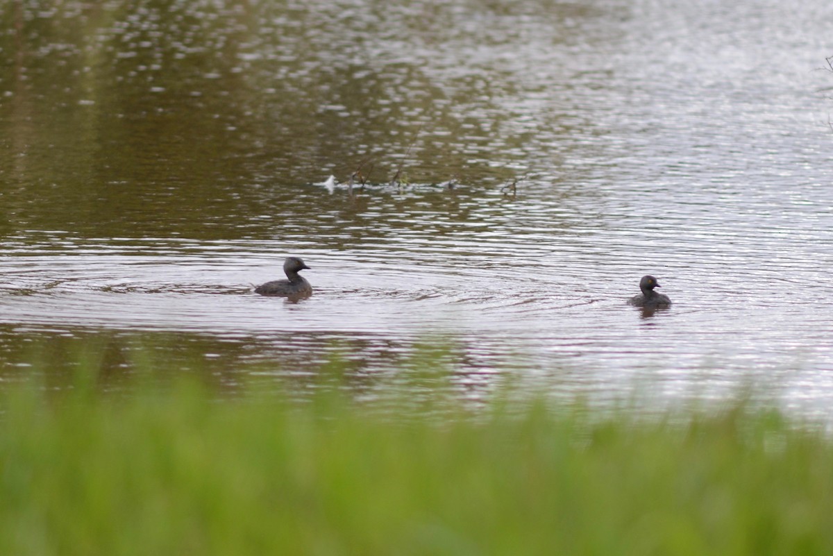 Least Grebe - Ben Phalan