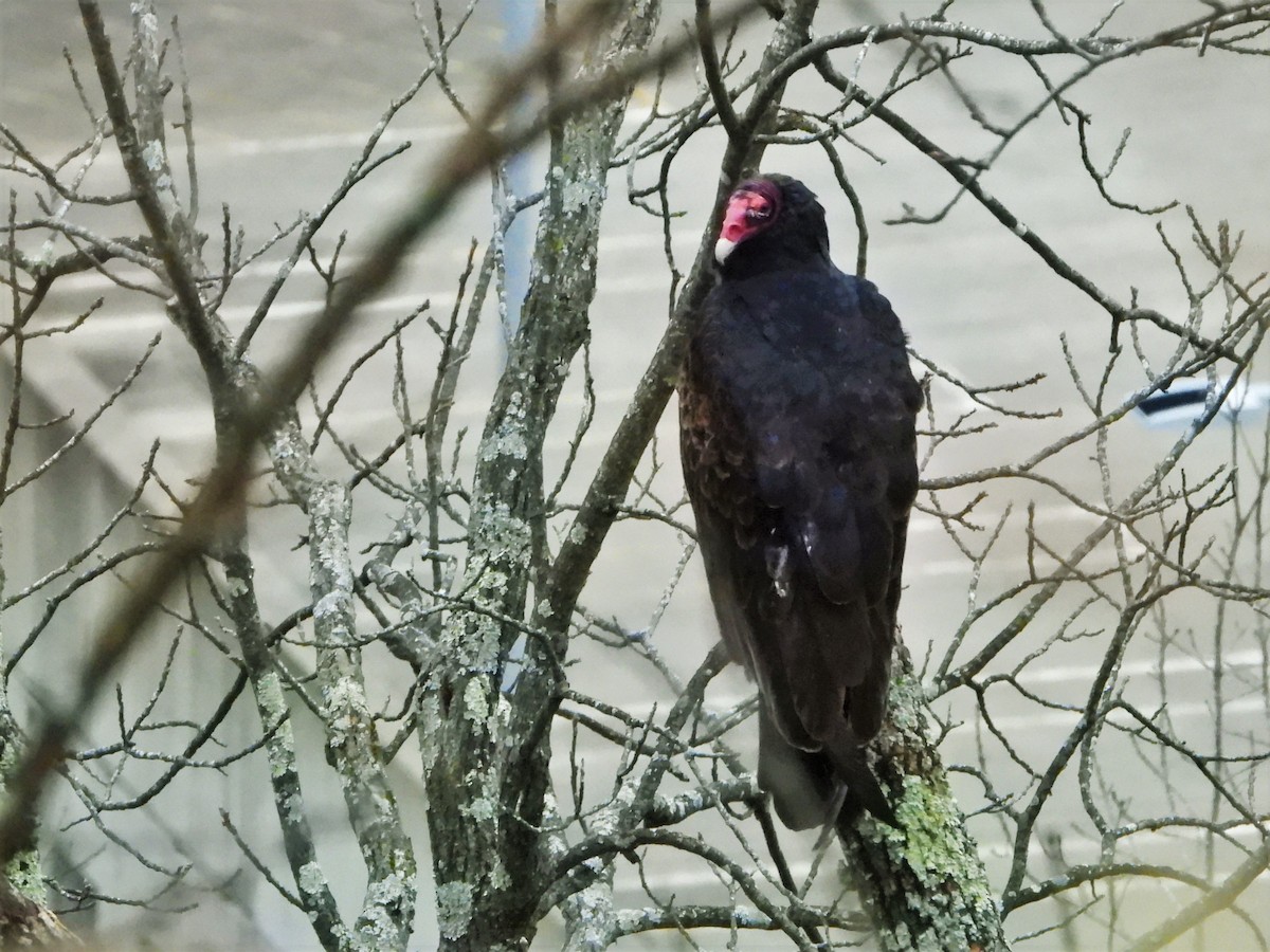 Turkey Vulture - ML301926561