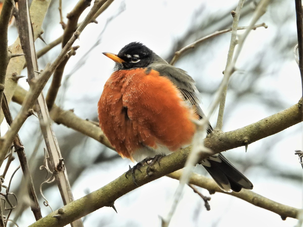 American Robin - ML301926821