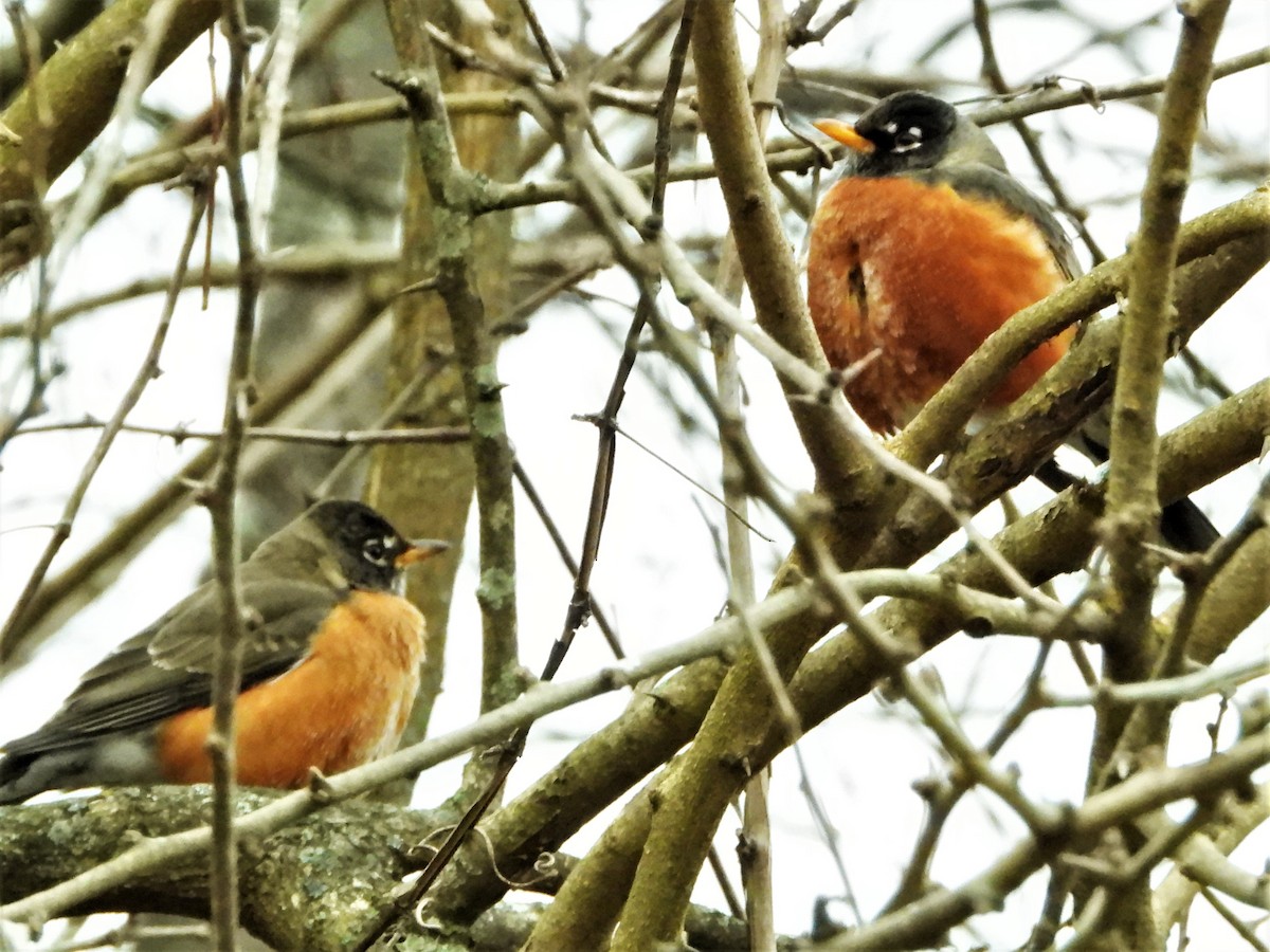 American Robin - ML301926861