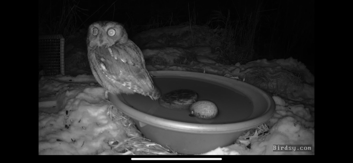 Eastern Screech-Owl - ML301927351