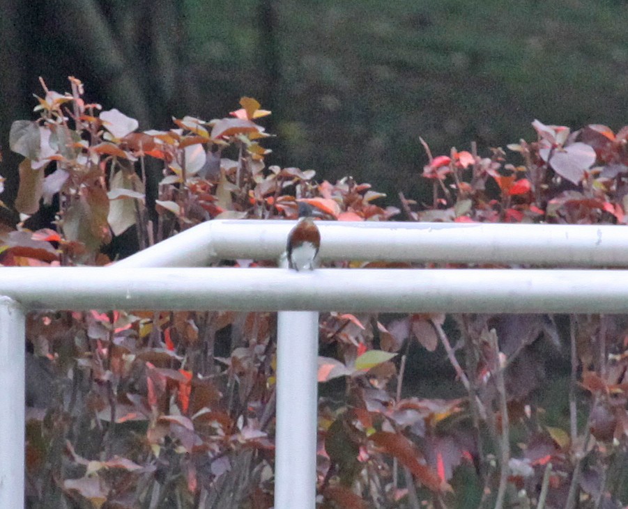 Ringed Kingfisher - ML301928671