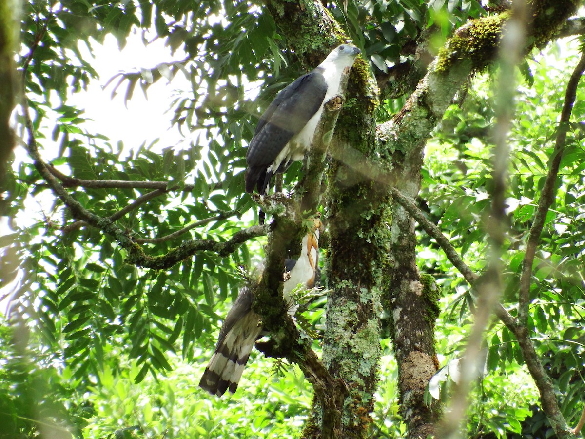 Gray-headed Kite - ML301931391