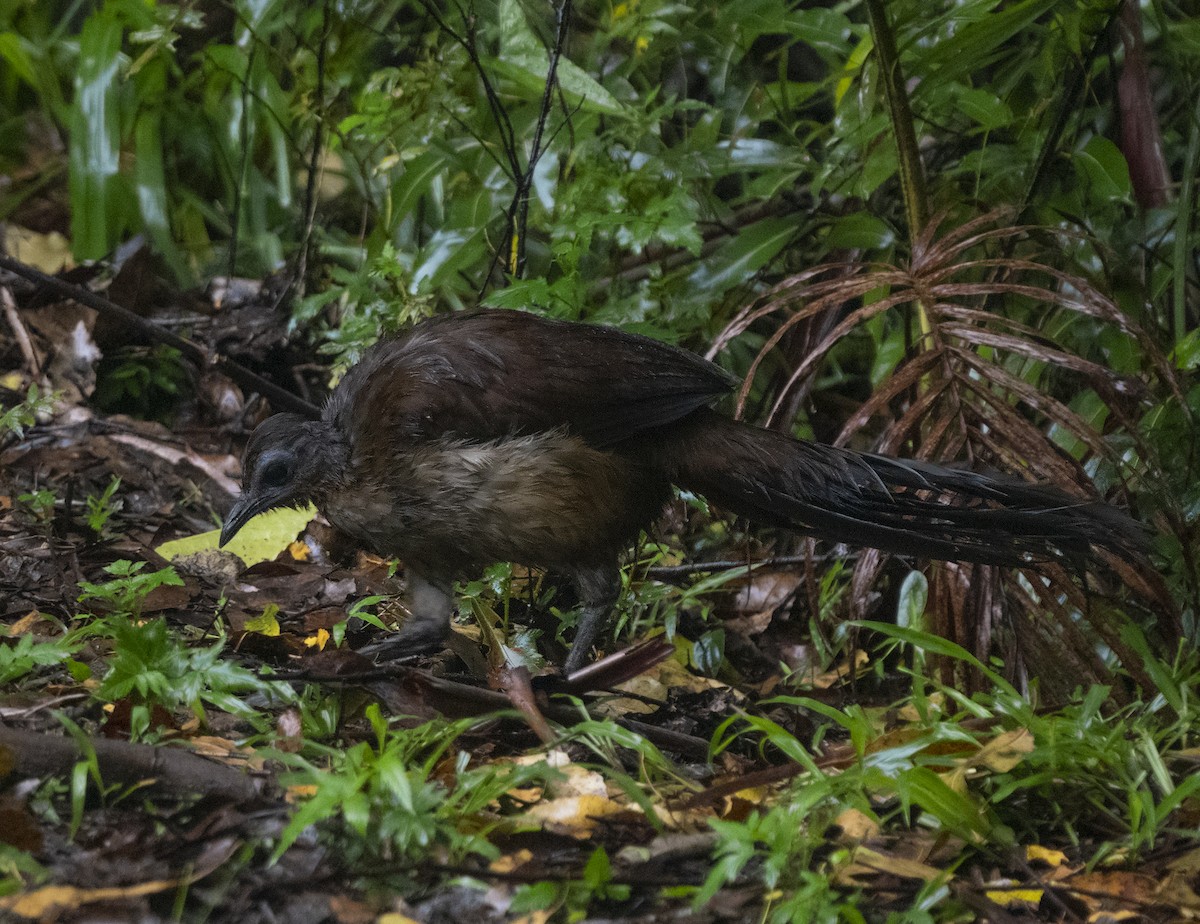 Albert's Lyrebird - ML301931481