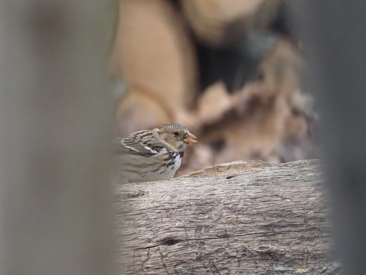 Harris's Sparrow - ML301931891