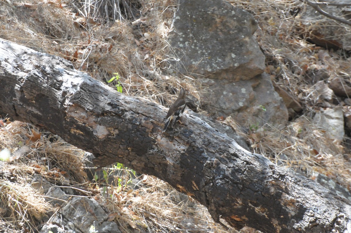 Aztec Thrush - ML30193231