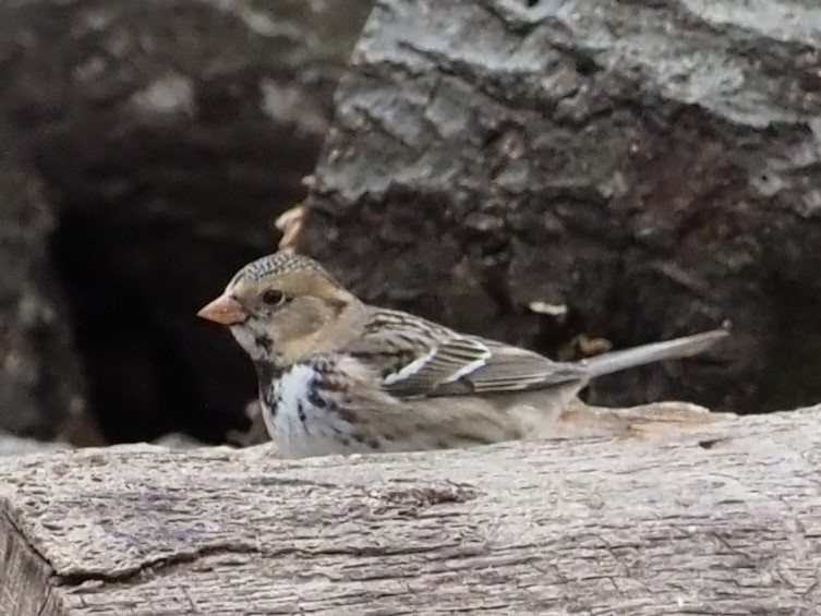 Harris's Sparrow - ML301932691