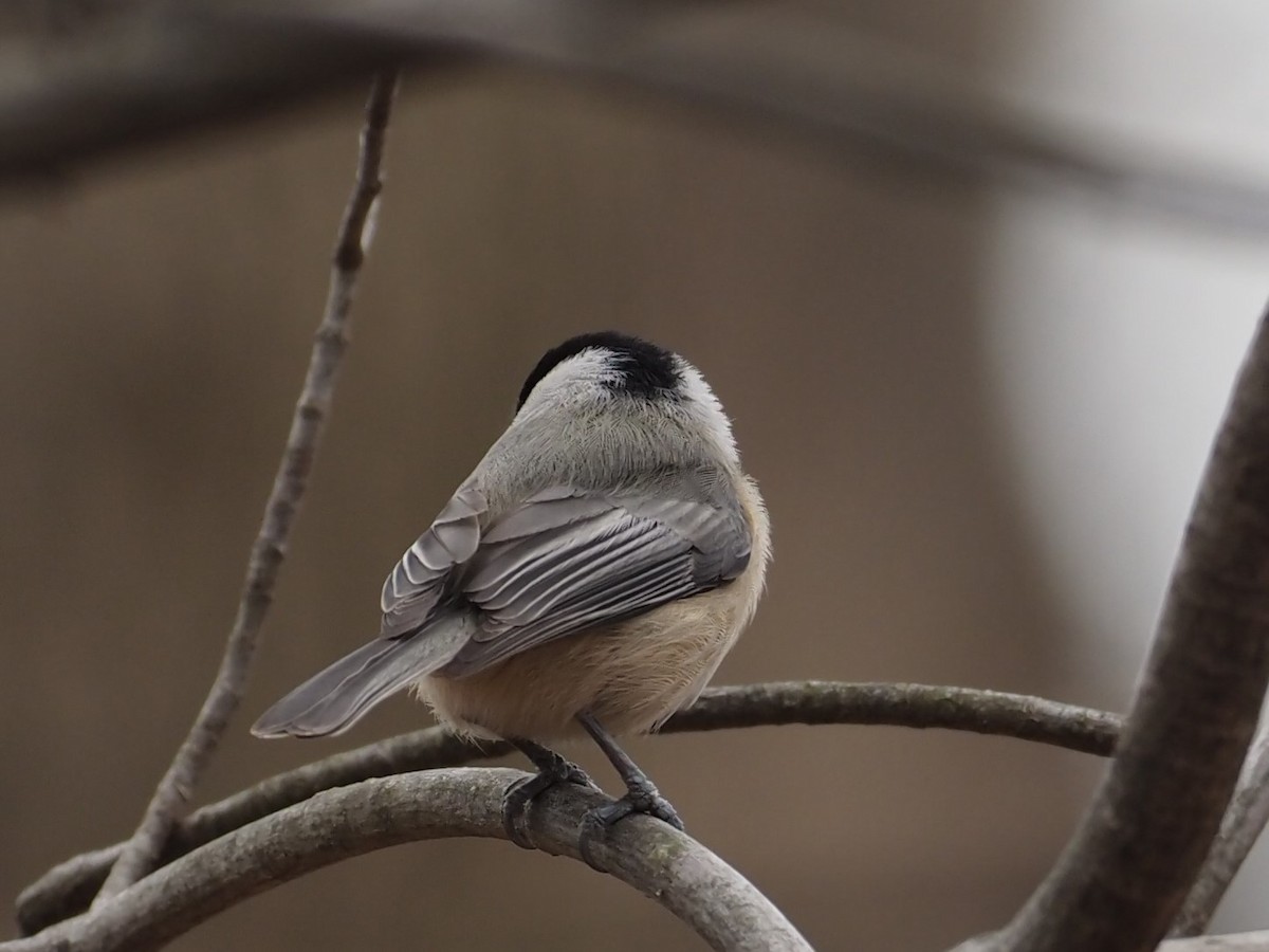 Carolina/Black-capped Chickadee - ML301933871