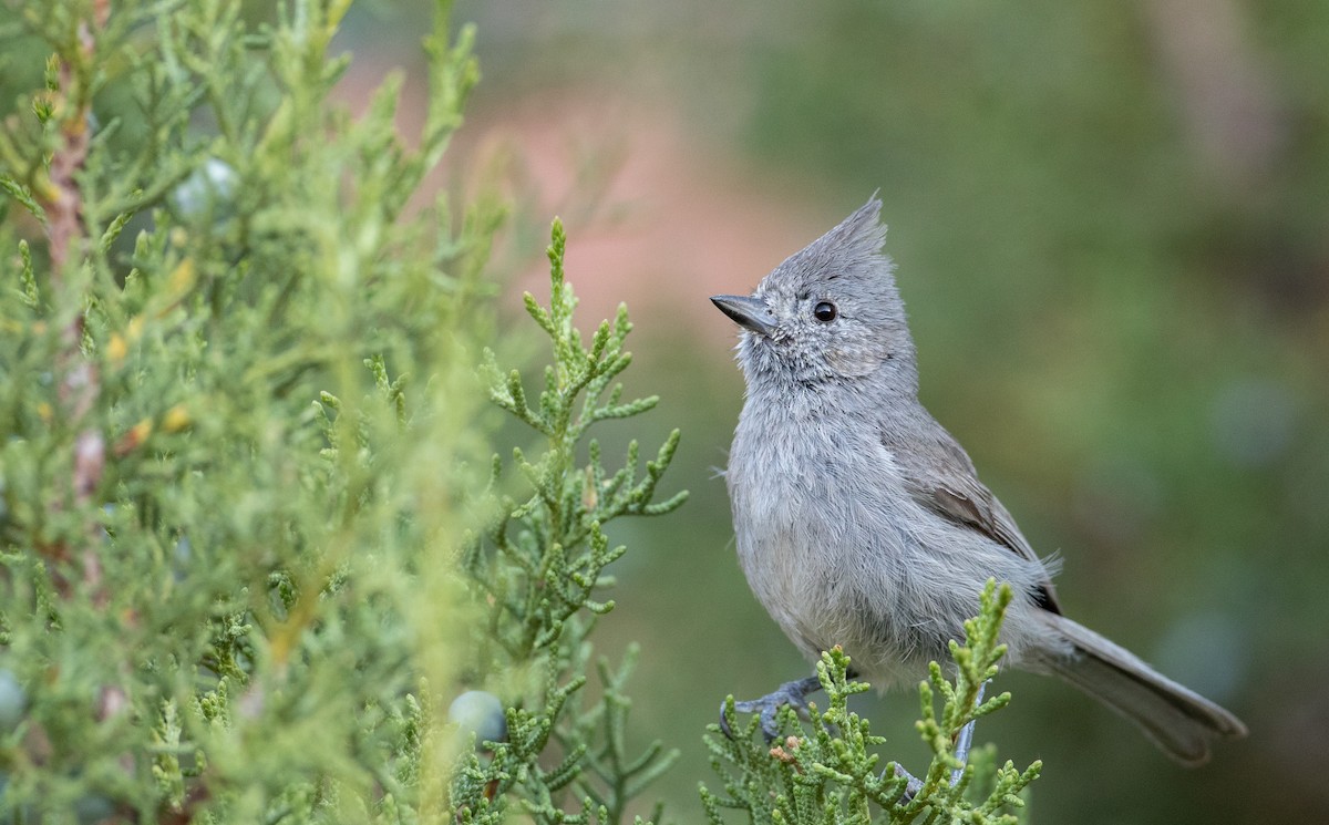 Mésange des genévriers - ML301935151