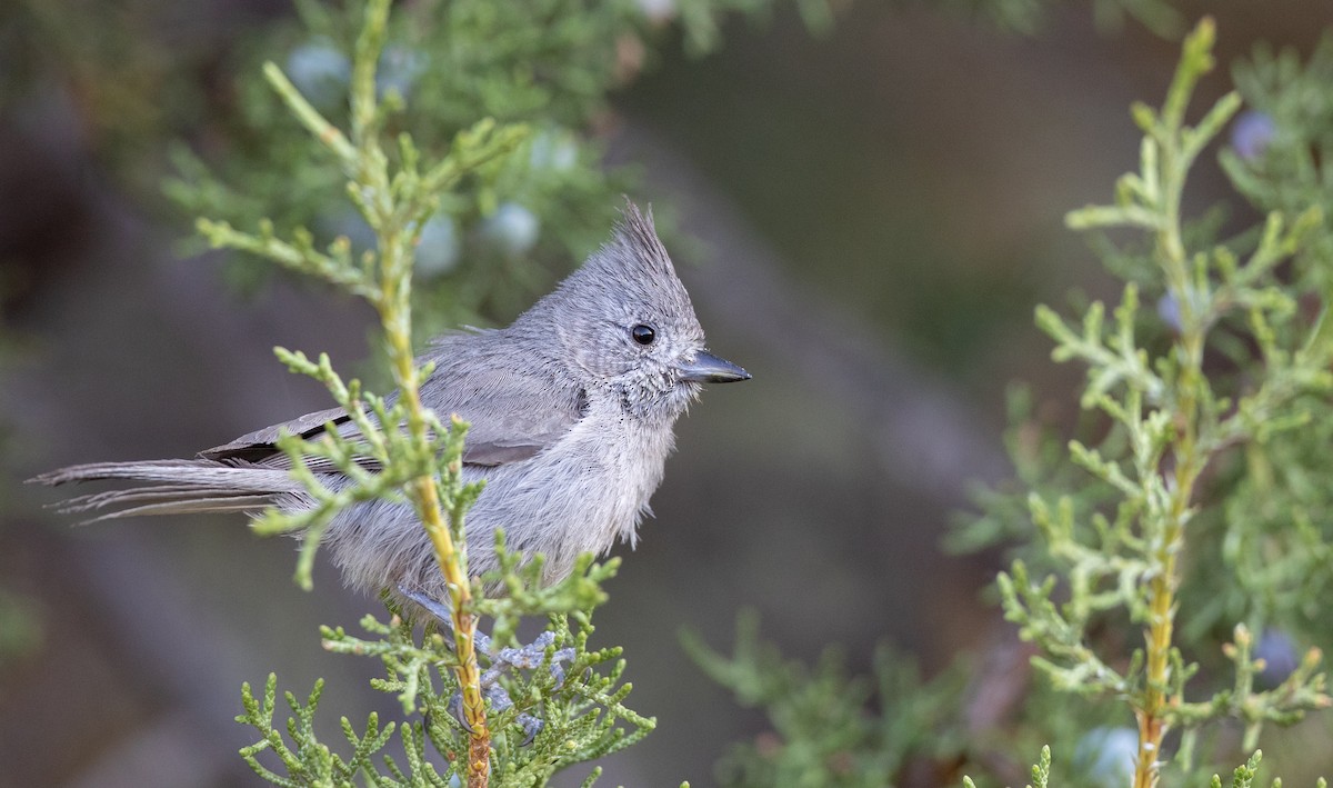 Juniper Titmouse - ML301935161