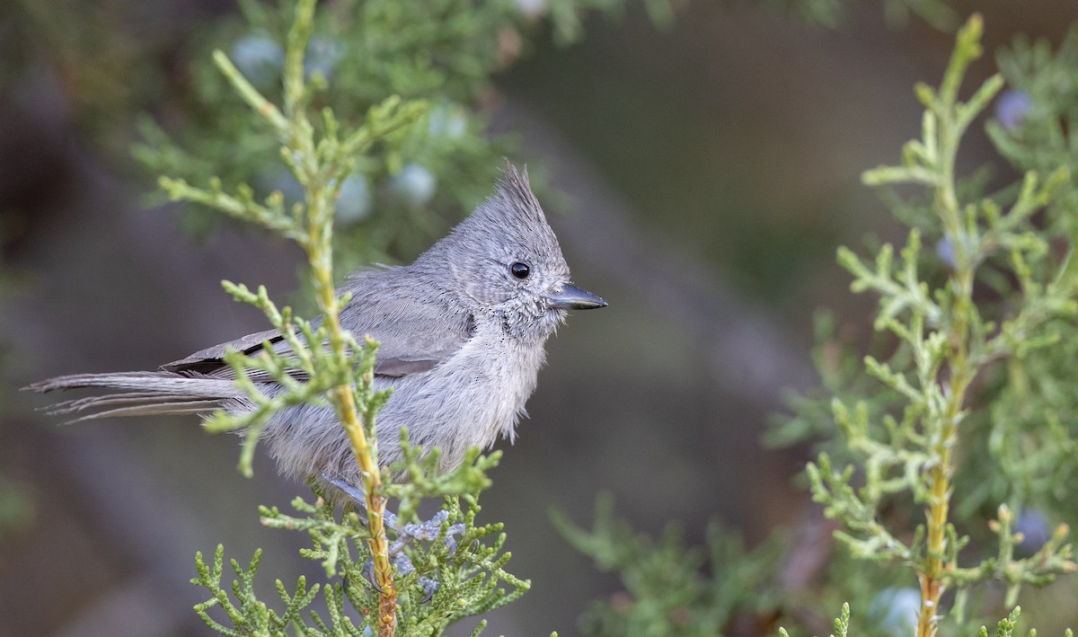 Juniper Titmouse - ML301935161