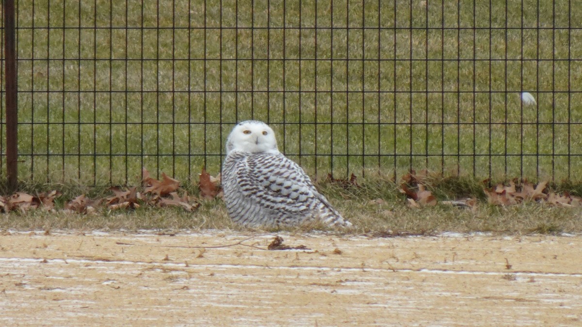 Snowy Owl - ML301938061