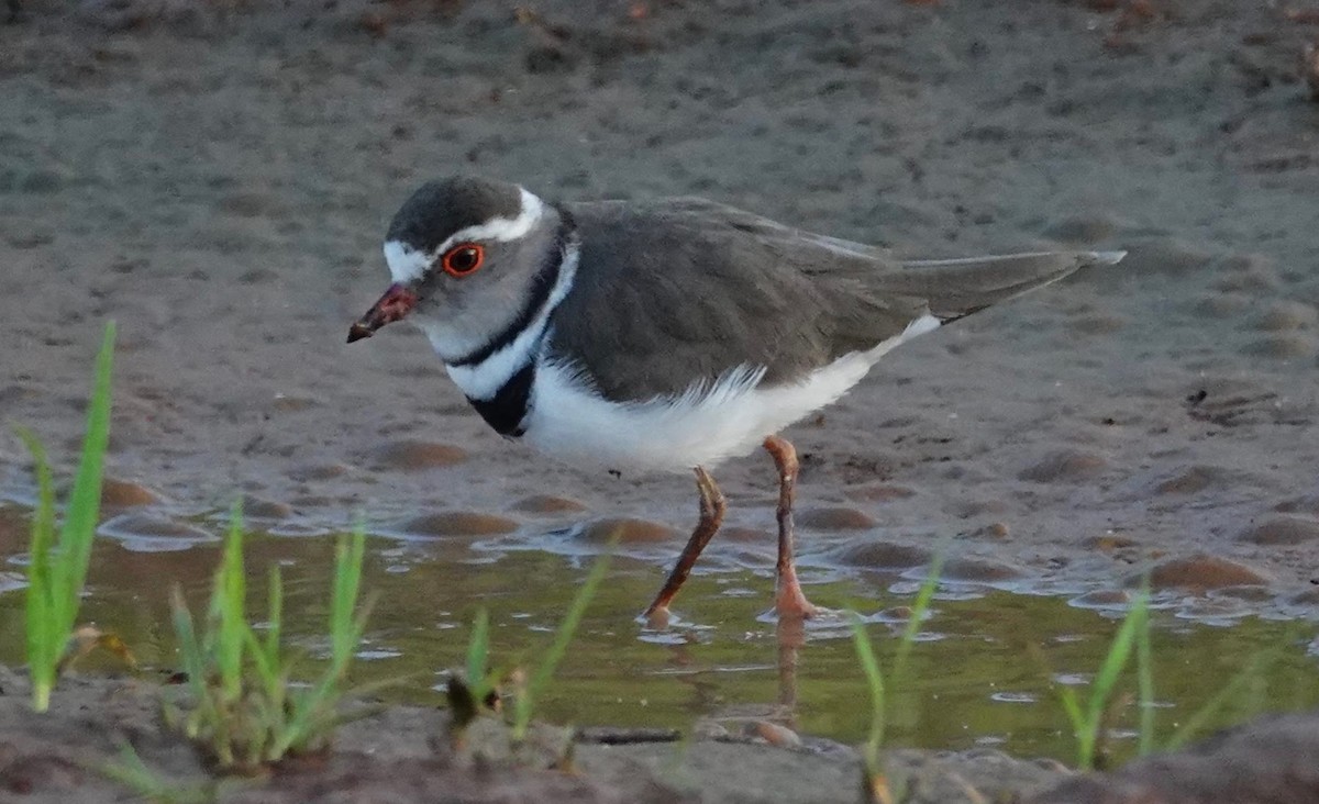 Three-banded Plover - ML301938951