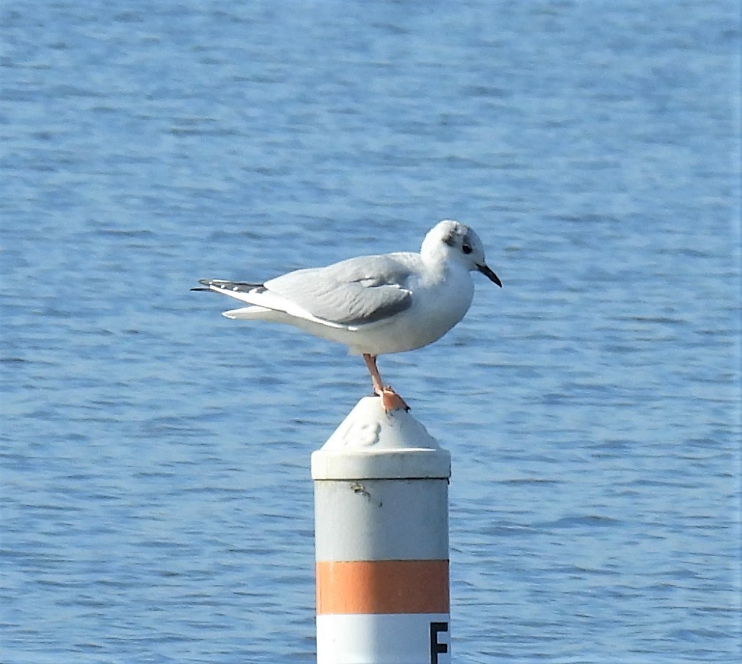 Mouette de Bonaparte - ML301939701