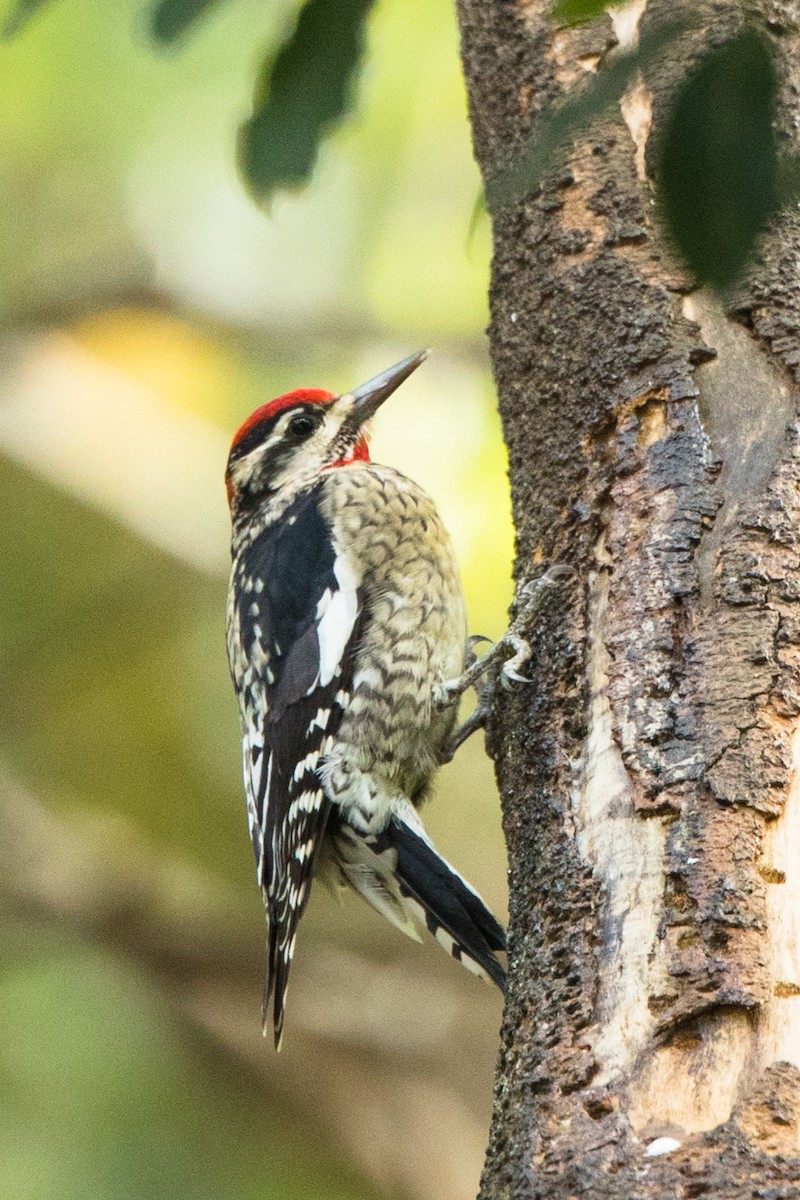 Red-naped Sapsucker - ML301940811