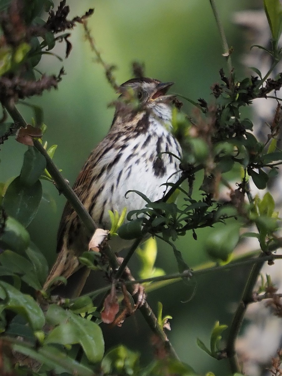 eBird Checklist - 27 Jan 2021 - Lacy Park - 4 species