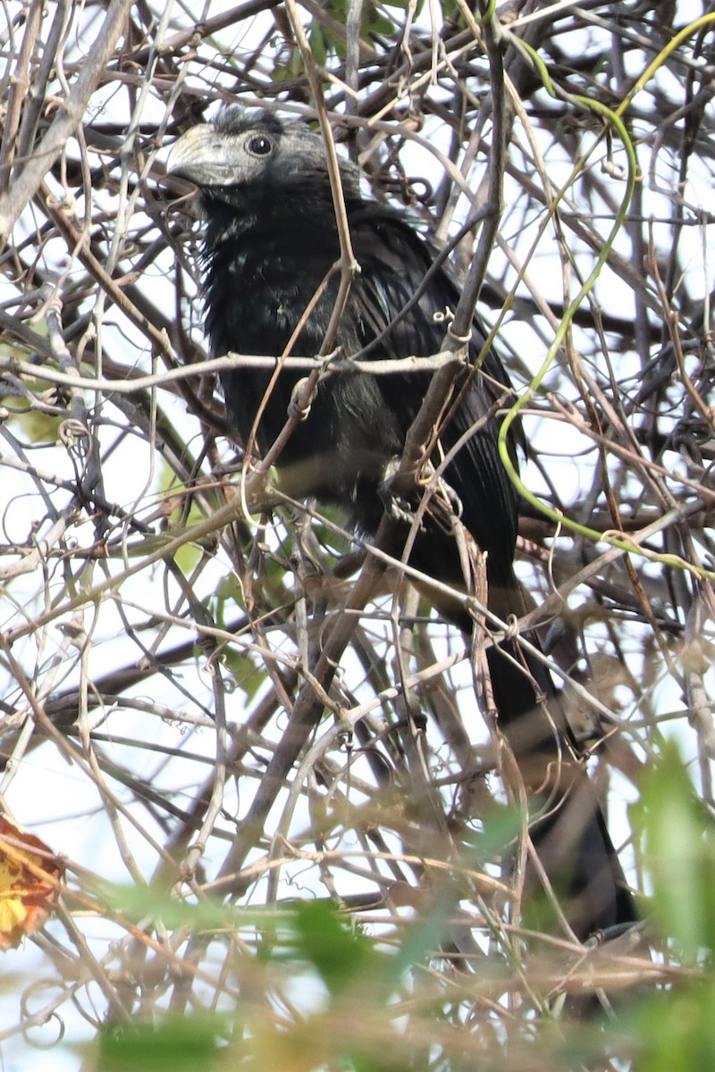 Groove-billed Ani - James Boughton