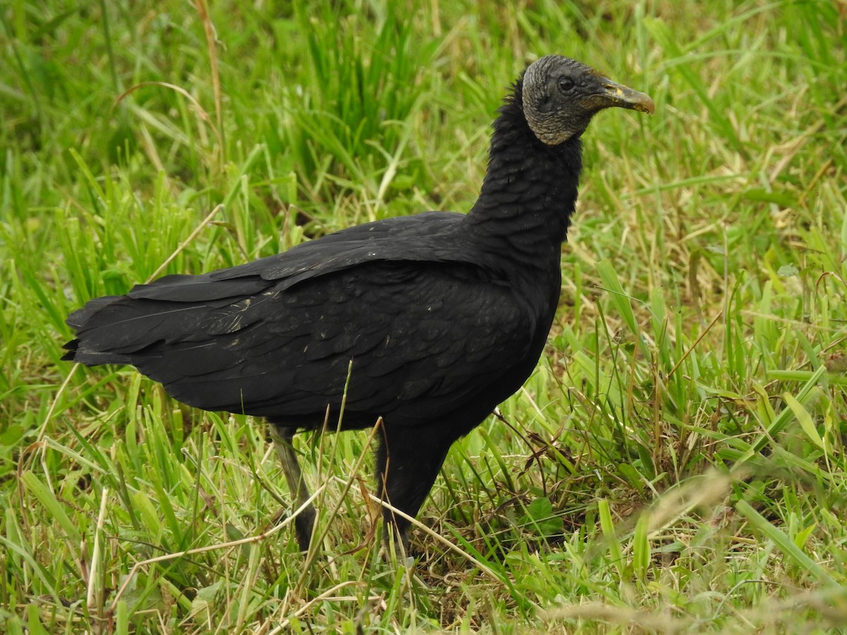 Black Vulture - ML301942711