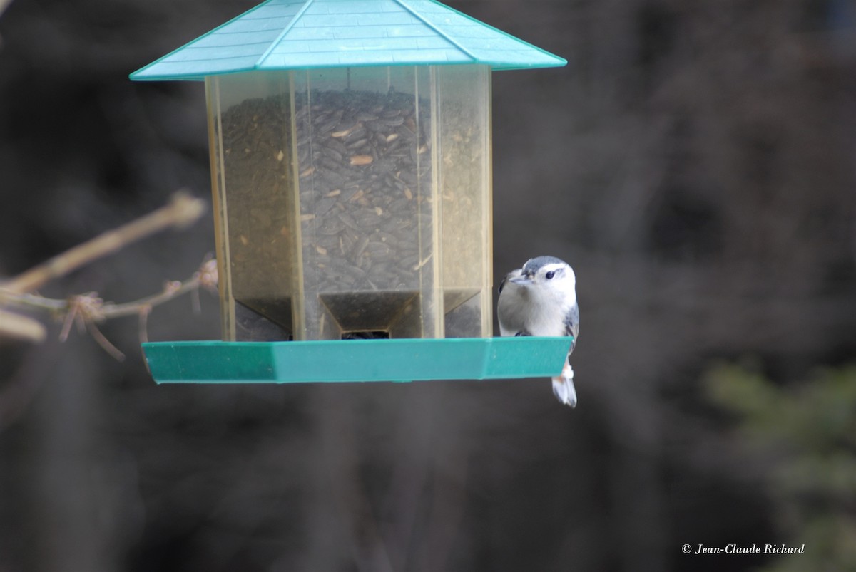 White-breasted Nuthatch - ML301943171