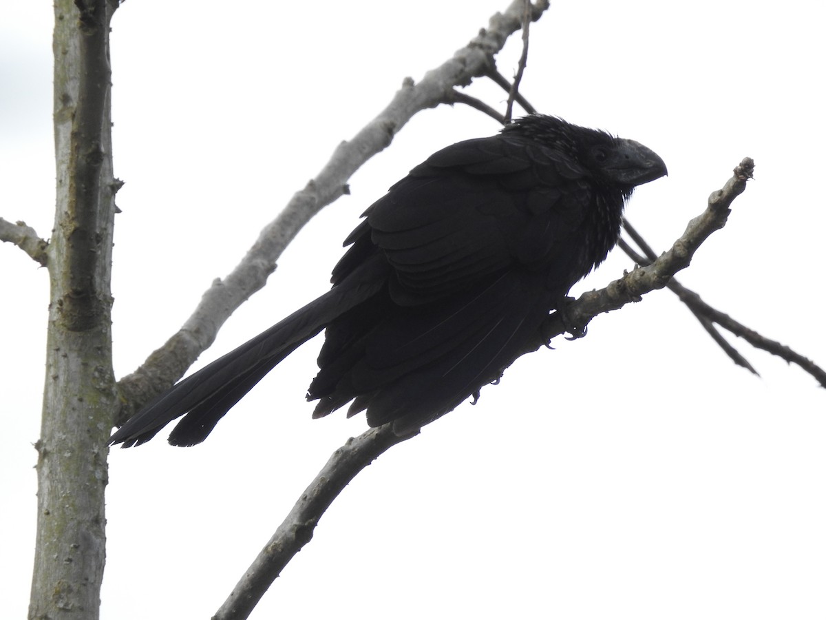 Smooth-billed Ani - ML301943721