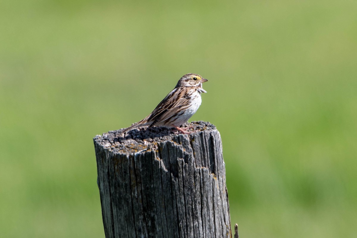 Savannah Sparrow - Jeff Langford