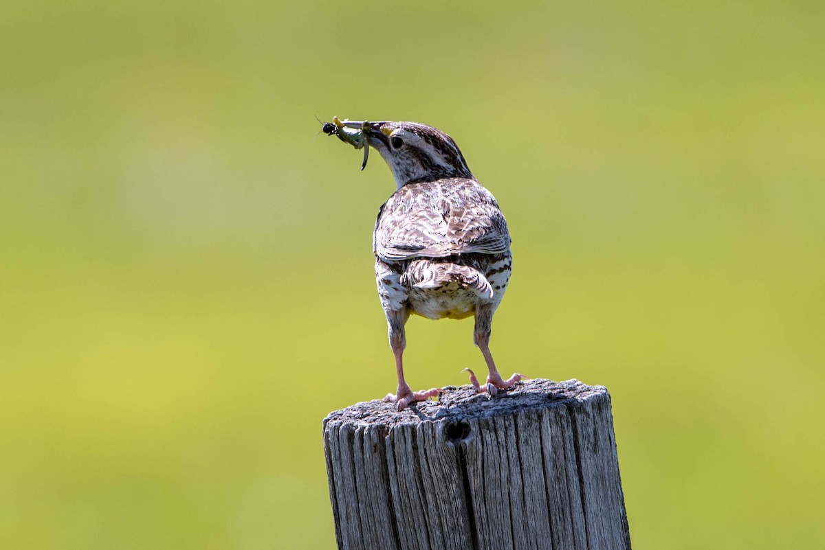 Western Meadowlark - Jeff Langford