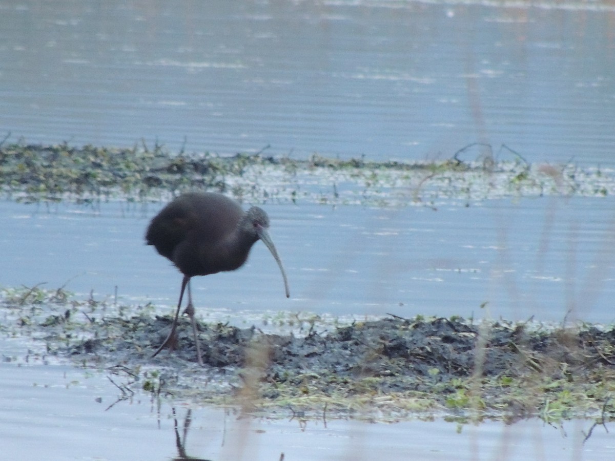 White-faced Ibis - ML301945031