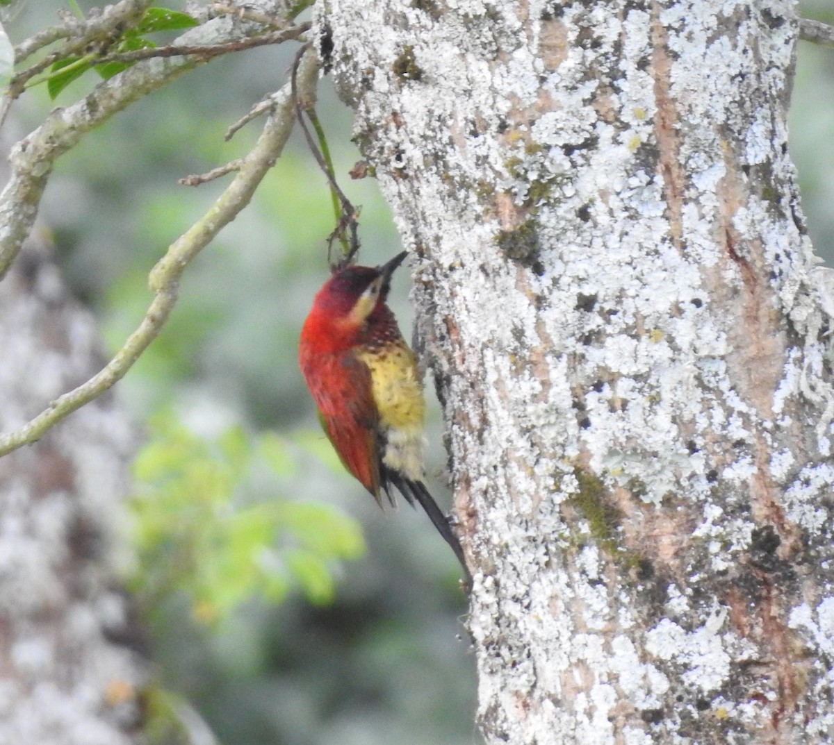 Crimson-mantled Woodpecker - ML301945521